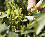 茶的原產(chǎn)地是哪個國家？