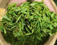 茶樹產量高嗎？一畝產多少斤？