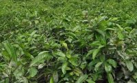 2024年4月茶樹最新詳情：茶樹過度種植、供過于求