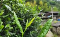 4月19日最新咨詢：“七安紅”春茶開始采收，新